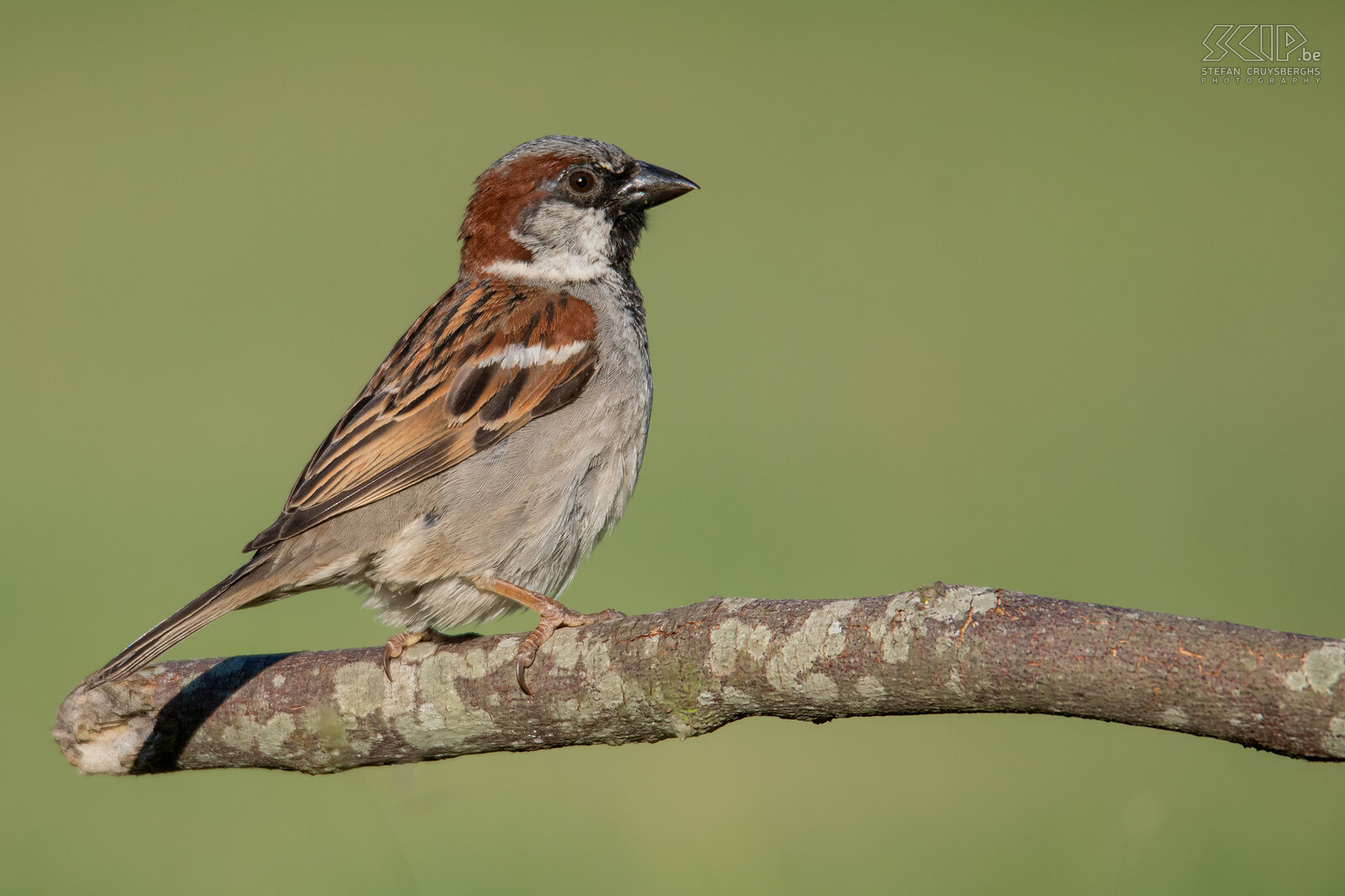 Garden birds - House sparrow House sparrow (m) / Passer domesticus Stefan Cruysberghs